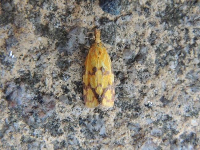 Agapeta hamana, adult. Stockton, 16-07-2018. Copyright Ed Pritchard.