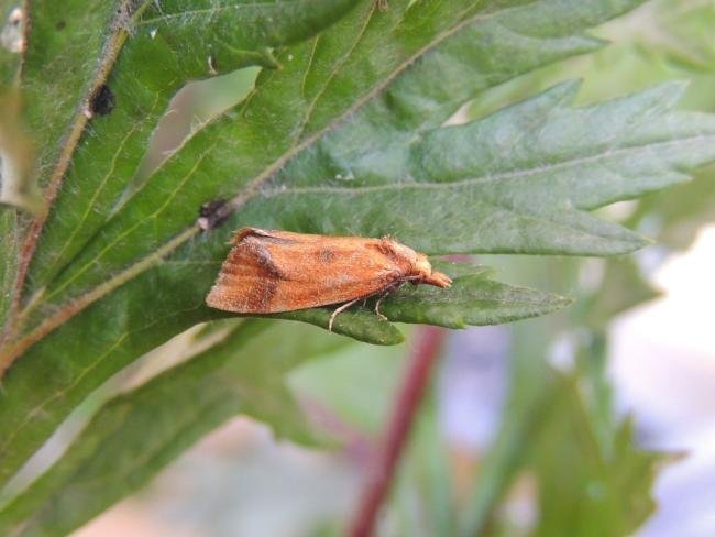 Agapeta zoegana, adult. Saltholme, 16-07-2023. Copyright Ed Pritchard.