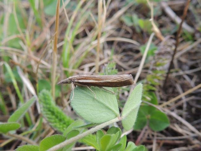 Agriphila tristella, adult. Saltholme, 07-08-2022. Copyright Ed Pritchard.