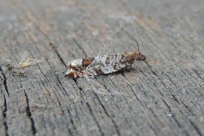 Ancylis achatana, adult. Saltholme, 24-06-2022. Copyright Ed Pritchard.