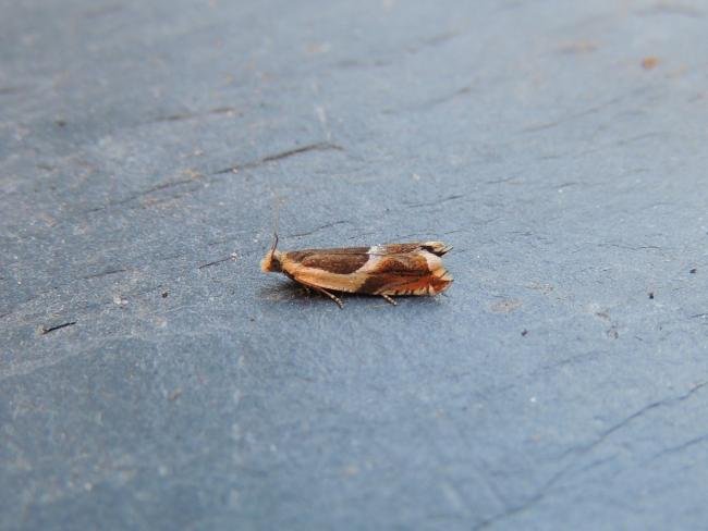 Ancylis badiana, adult. Stockton, 01-08-2020. Copyright Ed Pritchard.