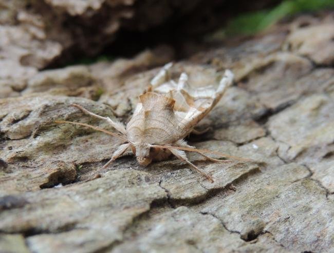 Angle Shades (Phlogophora meticulosa), adult. Stockton, 04-06-2022. Copyright Ed Pritchard.