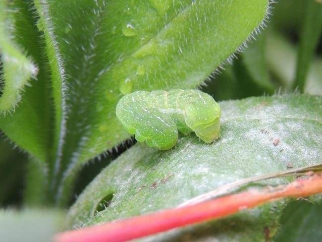 Angle Shades (Phlogophora meticulosa), larval. Stockton, 06-03-2023. Copyright Ed Pritchard.