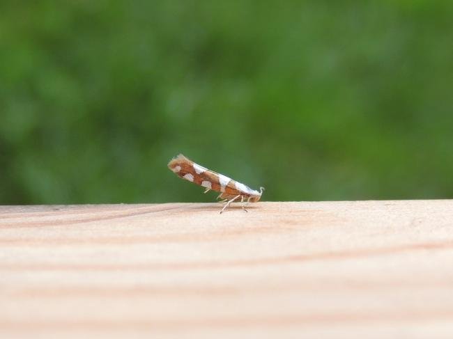 Argyresthia brockeella, adult. Stockton, 30-06-2022. Copyright Ed Pritchard.