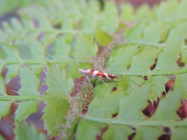 Argyresthia goedartella, adult. Stockton, 20-08-2023. Copyright Ed Pritchard.