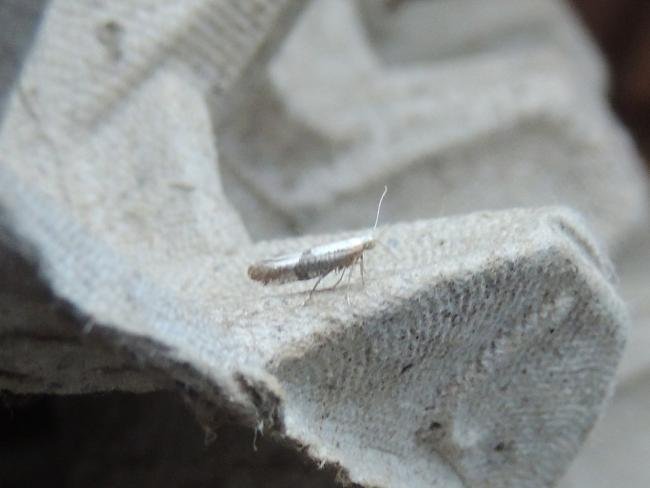 Argyresthia spinosella, adult. Taken outside Durham, 15-06-2020. Copyright Ed Pritchard.