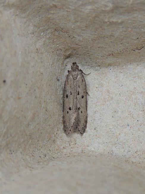 Athrips mouffetella, adult. Saltholme, 09-07-2023. Copyright Ed Pritchard.