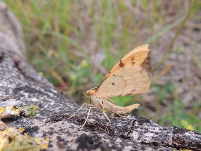 Barred Straw (Gandaritis pyraliata), adult. Saltholme, 23-06-2019. Copyright Ed Pritchard.
