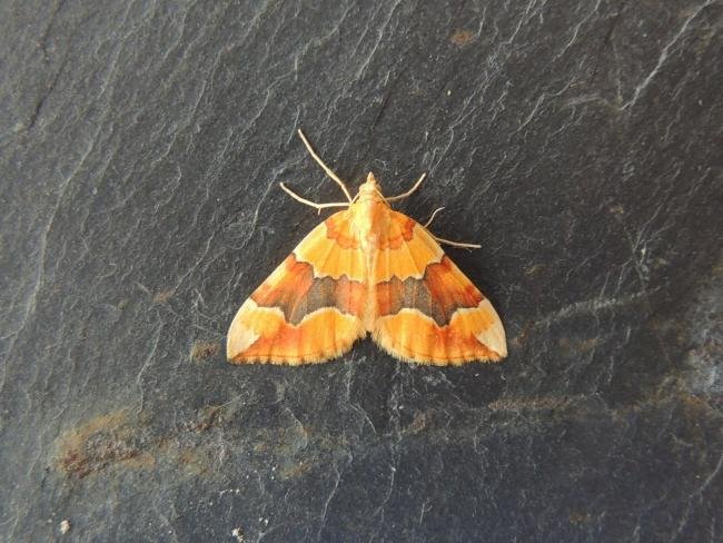 Barred Yellow (Cidaria fulvata), adult. Stockton, 15-06-2020. Copyright Ed Pritchard.