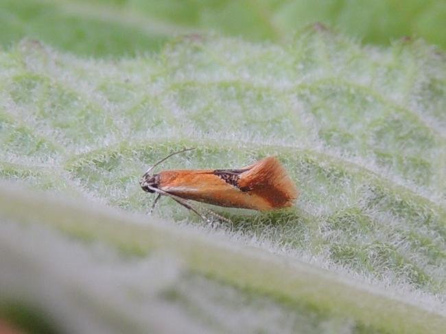 Batia lunaris, adult. Stockton, 23-06-2023. Copyright Ed Pritchard.