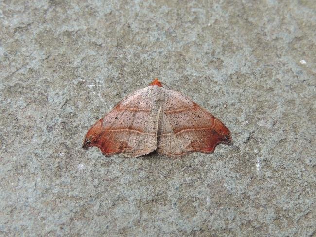 Beautiful Hook-tip (Laspeyria flexula), adult. Stockton, 22-06-2022. Copyright Ed Pritchard.
