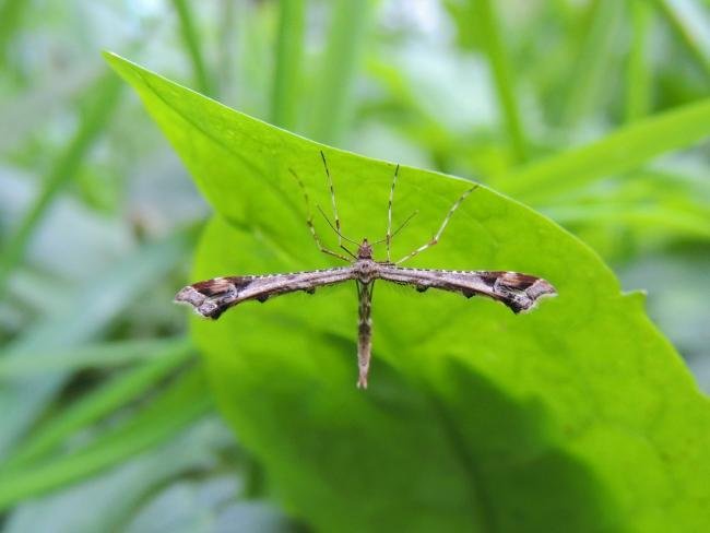 Beautiful Plume (Amblyptilia acanthadactyla), adult. Stockton, 21-09-2023. Copyright Ed Pritchard.