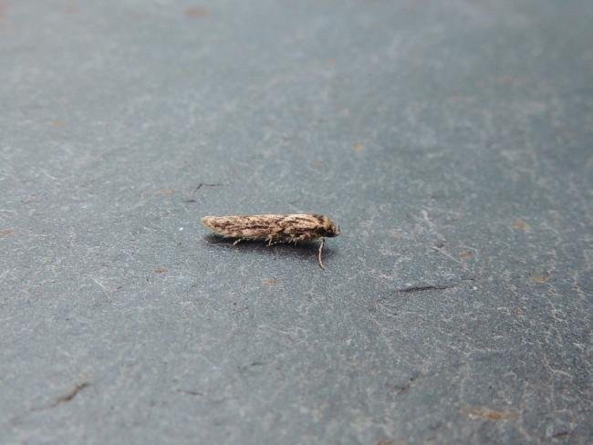 Blastobasis adustella, adult. Stockton, 28-07-2020. Copyright Ed Pritchard.