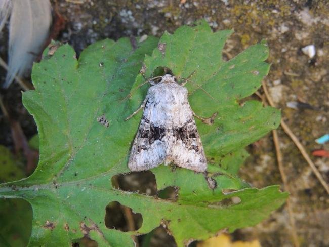 Broad-barred White (Hecatera bicolorata), adult. Saltholme, 11-08-2023. Copyright Ed Pritchard.