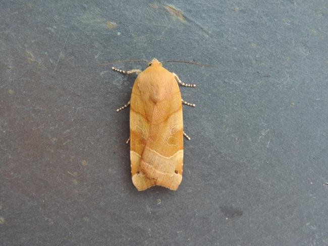 Broad-bordered Yellow Underwing (Noctua fimbriata), adult. Stockton, 04-08-2021. Copyright Ed Pritchard.