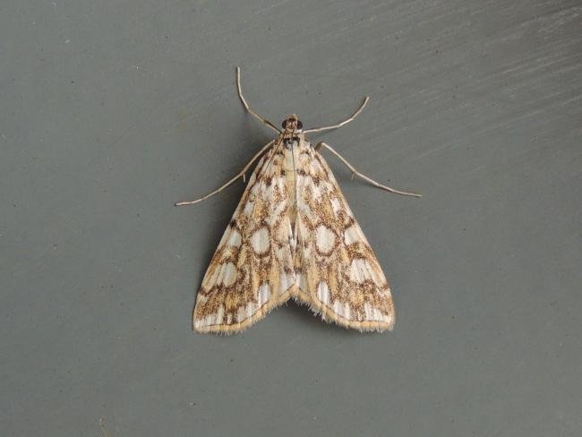 Brown China-mark (Elophila nymphaeata), adult. Saltholme, 22-08-2018. Copyright Ed Pritchard.