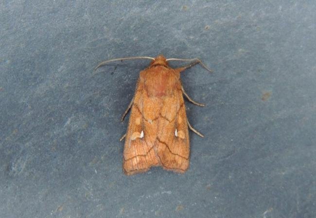 Brown-line Bright-eye (Mythimna conigera), adult. Stockton, 18-07-2020. Copyright Ed Pritchard.