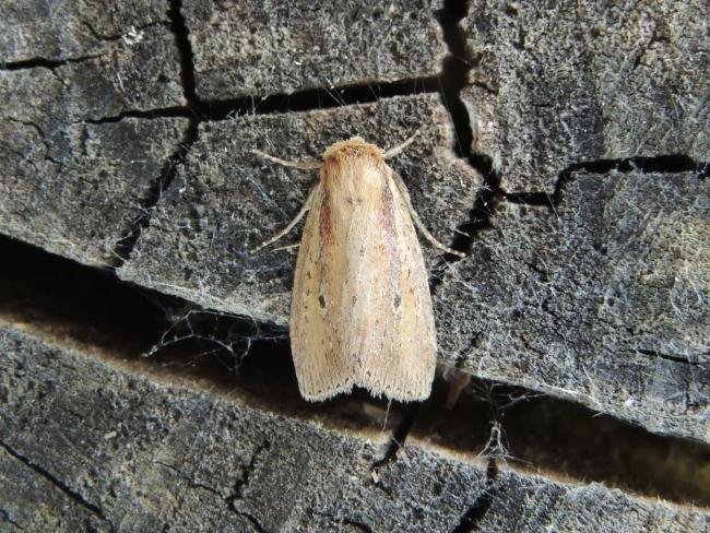 Brown-veined Wainscot (Archanara dissoluta), adult. Saltholme, 19-07-2022. Copyright Ed Pritchard.