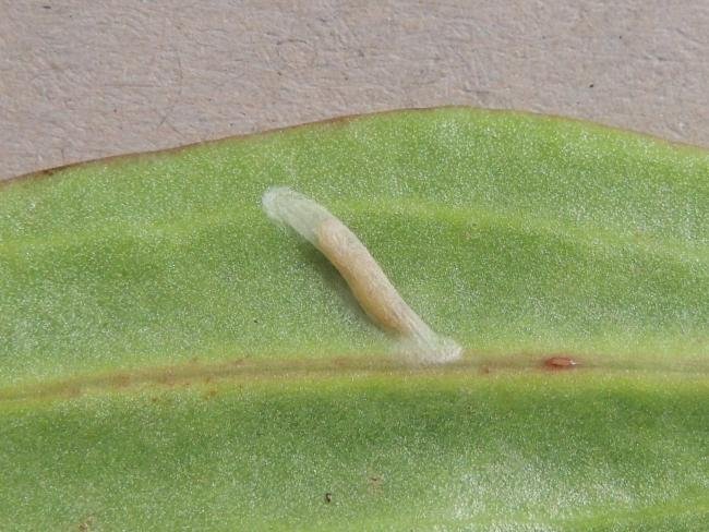Bucculatrix maritima, cocoon. Saltholme, 23-05-2023. Copyright Ed Pritchard.