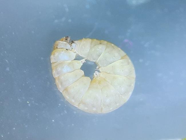 Bucculatrix maritima, larval. Saltholme, 22-05-2023. Copyright Ed Pritchard.