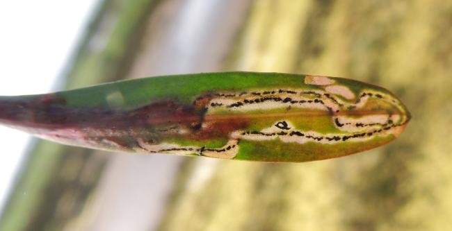 Bucculatrix maritima, mine. Saltholme, 16-05-2023. Copyright Ed Pritchard.