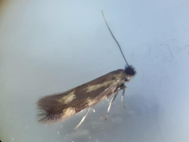 Bucculatrix nigricomella, adult. Saltholme, 03-05-2024. Copyright Ed Pritchard.