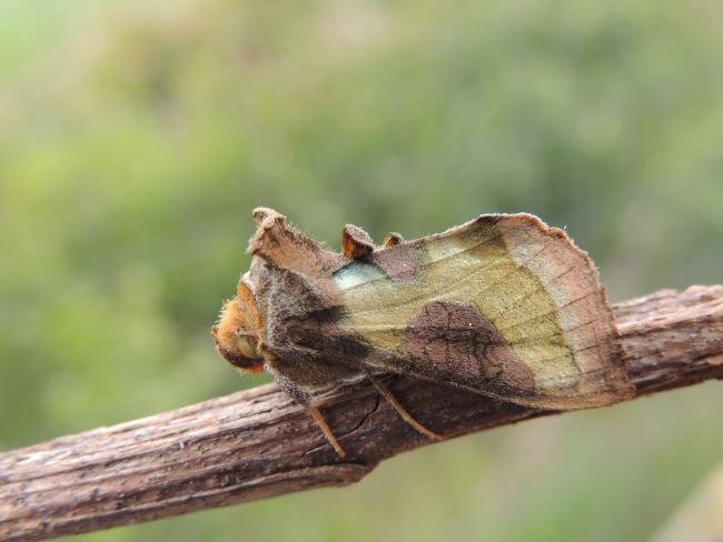 Burnished Brass (Diachrysia chrysitis), adult. Saltholme, 23-06-2019. Copyright Ed Pritchard.