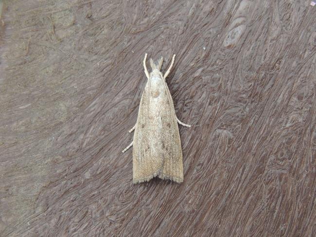 Calamotropha paludella, adult. Saltholme, 23-08-2022. Copyright Ed Pritchard.