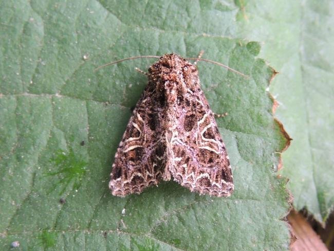 Campion (Sideridis rivularis), adult. Saltholme, 12-07-2022. Copyright Ed Pritchard.