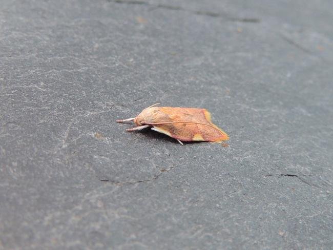 Carcina quercana, adult. Stockton, 28-07-2020. Copyright Ed Pritchard.