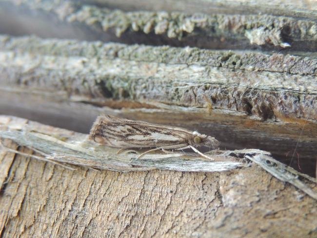 Catoptria falsella, adult. Saltholme, 04-08-2022. Copyright Ed Pritchard.