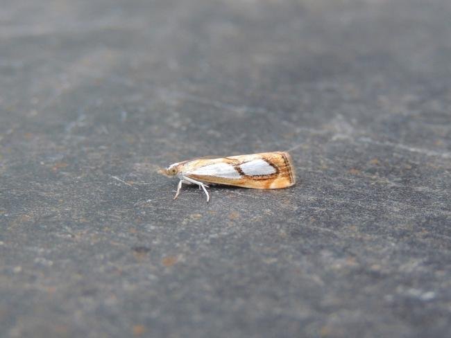 Catoptria pinella, adult. Stockton, 01-08-2020. Copyright Ed Pritchard.