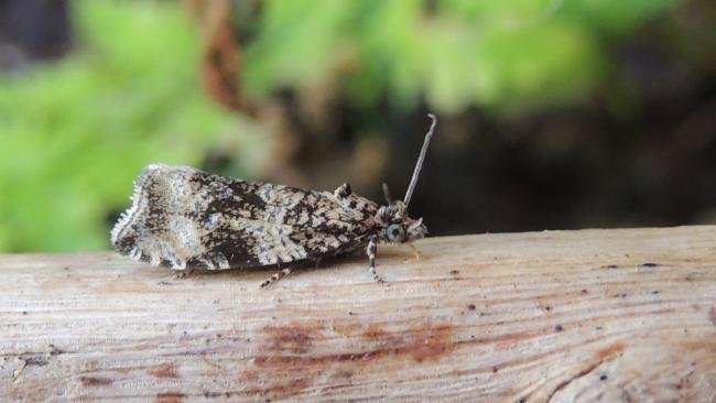 Celypha lacunana, adult. Stockton, 08-05-2020. Copyright Ed Pritchard.