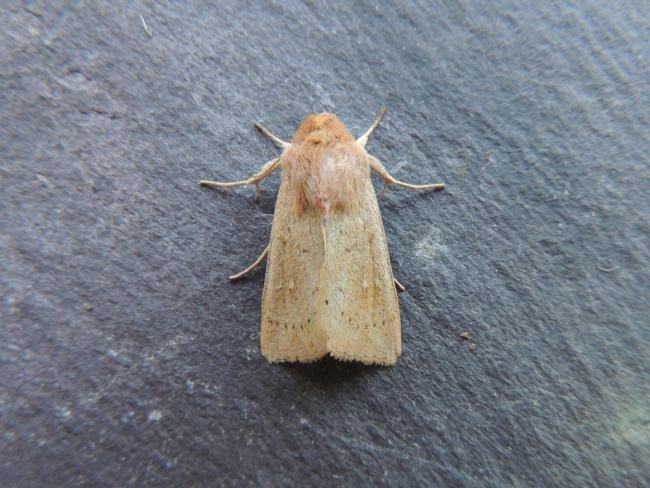 Clay (Mythimna ferrago), adult. Saltholme, 13-07-2018. Copyright Ed Pritchard.