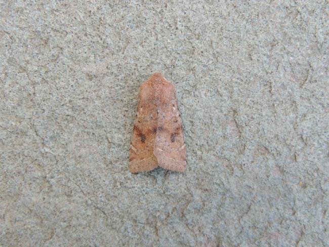 Clouded Drab (Orthosia incerta), adult. Saltholme, 23-03-2022. Copyright Ed Pritchard.