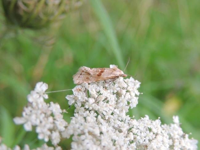 Cochylimorpha straminea, adult. Saltholme, 18-08-2023. Copyright Ed Pritchard.