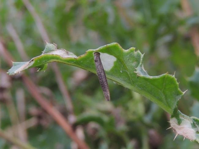 Coleophora peribenanderi, case. Saltholme, 04-10-2023. Copyright Ed Pritchard.