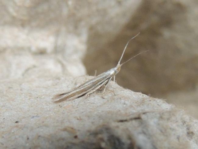 Coleophora albicosta, adult. Saltholme, 22-05-2020. Copyright Ed Pritchard.