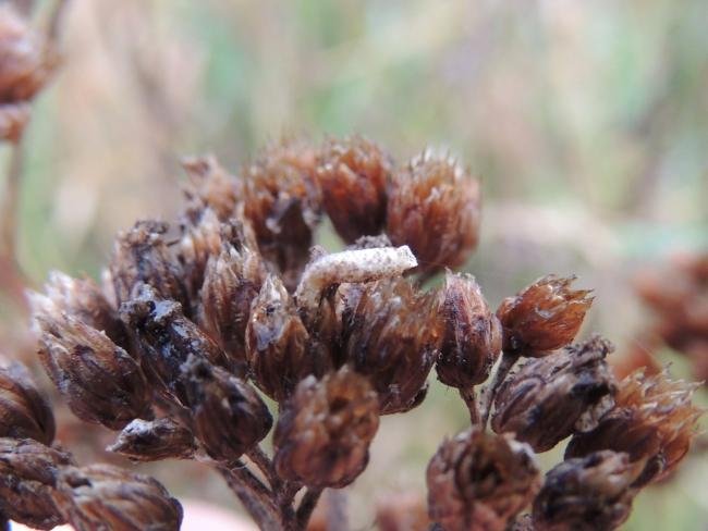 Coleophora argentula, larval. Saltholme, 02-12-2022. Copyright Ed Pritchard.