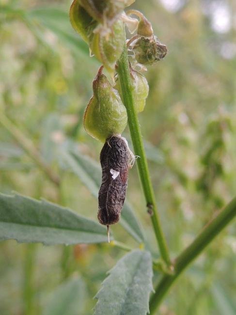 Coleophora trifolii, larval. Stockton, 02-08-2022. Copyright Ed Pritchard.