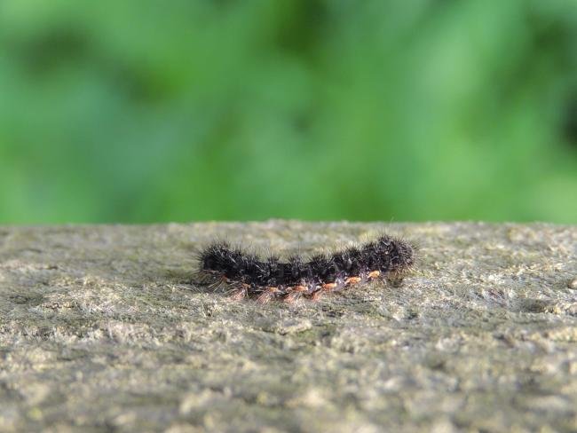 Common Footman (Eilema lurideola), larval. Saltholme, 17-04-2022. Copyright Ed Pritchard.