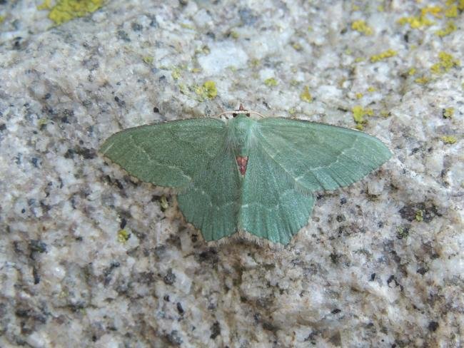 Common Emerald (Hemithea aestivaria), adult. Saltholme, 25-06-2020. Copyright Ed Pritchard.