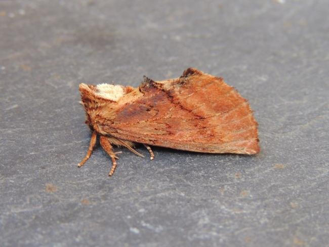 Coxcomb Prominent (Ptilodon capucina), adult. Stockton, 26-06-2022. Copyright Ed Pritchard.