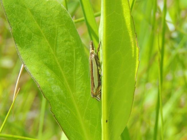 Crambus pascuella, adult. 03-06-2023. Copyright Ed Pritchard.