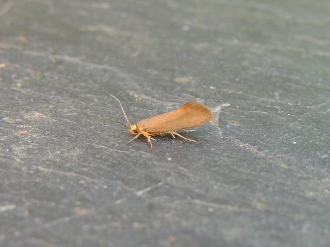 Crassa unitella, adult. Stockton, 01-08-2020. Copyright Ed Pritchard.