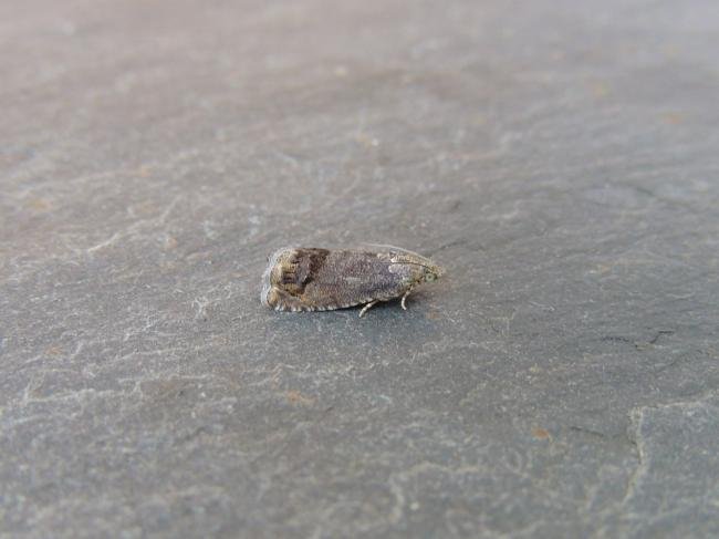Cydia splendana, adult. Stockton, 01-08-2020. Copyright Ed Pritchard.