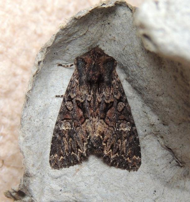 Dark Brocade (Mniotype adusta), adult. Stockton, 17-06-2022. Copyright Ed Pritchard.
