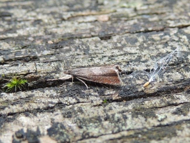 Dichrorampha acuminatana, adult. Saltholme, 18-08-2023. Copyright Ed Pritchard.
