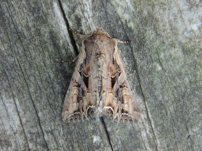Dog's Tooth (Lacanobia suasa), adult. Saltholme, 22-06-2019. Copyright Ed Pritchard.