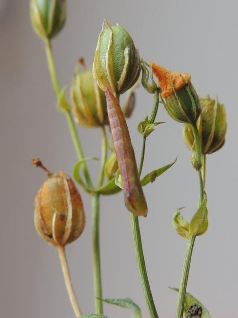 Dowdy Plume (Stenoptilia zophodactylus), pupal. Saltholme, 16-10-2023. Copyright Ed Pritchard.